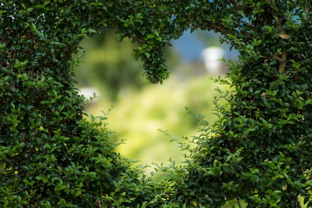 heart in shrub