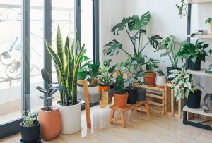 Most Demanding Indoor Plants to Liven Up Your Home Décor